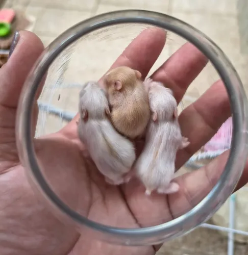 Vendo HAMSTER ANÃO RUSSO - APENAS 3 UNIDADES.