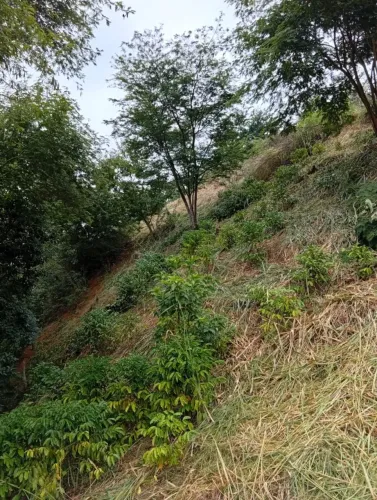 Vendo um lote de terra tem como colocar Água e plantação, mais detalhes abaixo