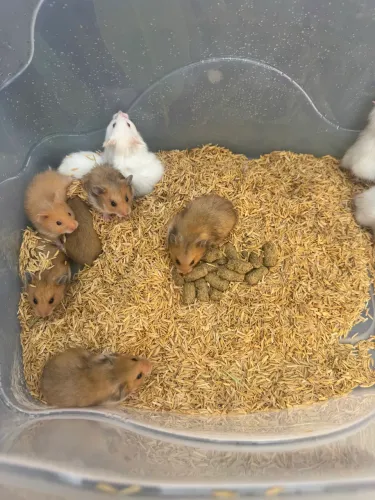 Hamster Sírio 