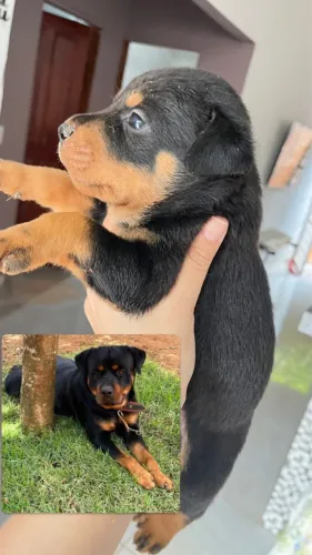 A venda filhotes de Rottweiler