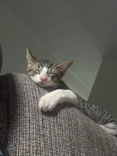 Doação de gato macho, dócil e brincalhão 