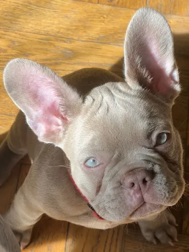 Bulldogue Francês - Os Pequenos Mais Apaixonantes Da Cidade Estão Aqui