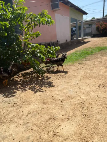 Vende-se galo caipira