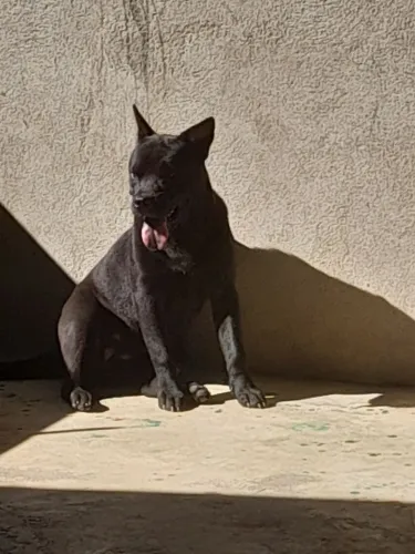 Doação de pitbull com chow chow
