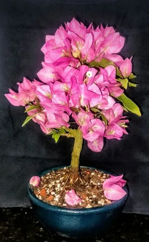 Bonsai primavera 5 anos.
