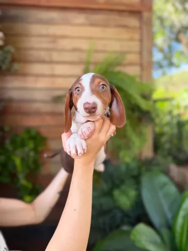 FILHOTE DACHSHUND