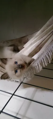 Gatinhos para doação