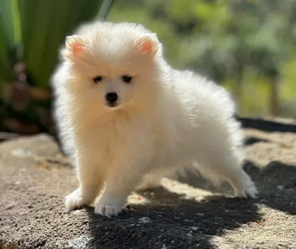 Spitz alemao com pedigree e vacinas 
