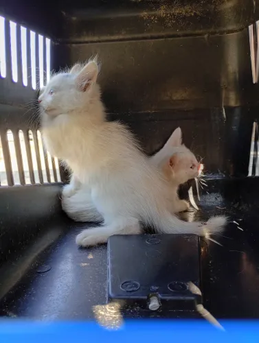 Filhotes de gato para doação 