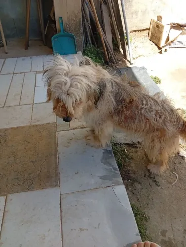 Doação de cachorras