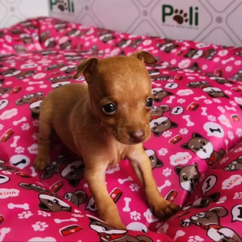Pincher com chiuauau olhos claros macho