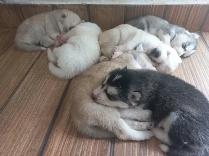 Filhotes de Husky Siberiano