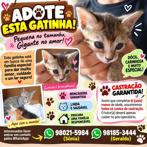 Filhotes de Gato aguardando você para adotá-los 