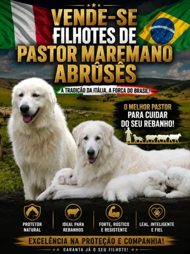 Filhote de pastor maremano abruses 