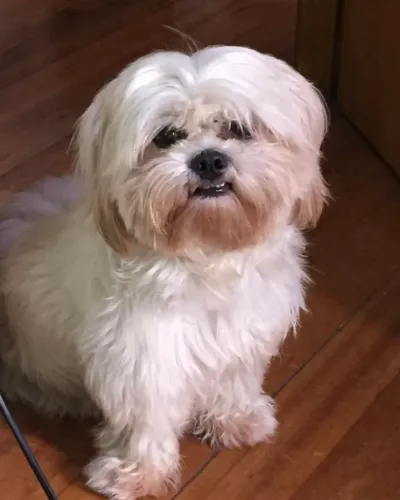 Cachorrinha shitzu muito pequena 1aninho e meio