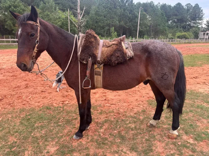 VENDO CAVALO CRIOULO - ANIMAL PURO E REGISTRADO NA ABCCC