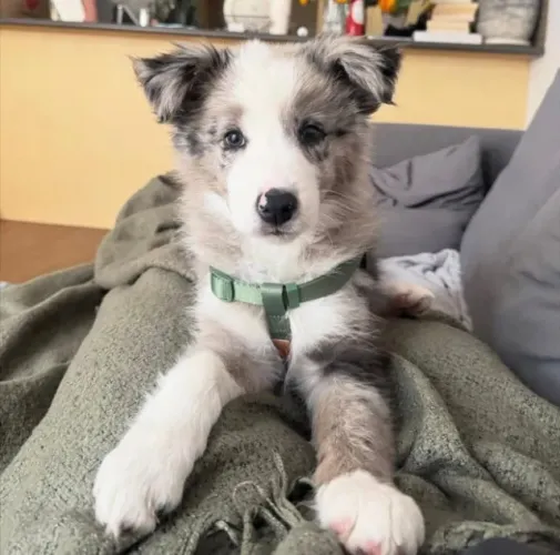 Filhotes de Border Collie | Super dóceis!