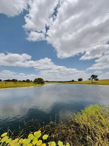 fazenda com 179 hectares na região de Monte Alegre terra top para criação de gado cana e