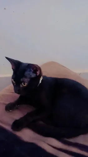 Doação responsável gatinho macho
