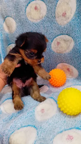 Macho de yorkshire mini Lindo filhote de ótimo padrão da raça