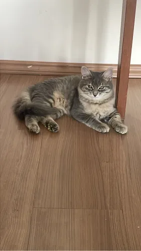 Doação Responsável de 3 Gatinhas Persas ?