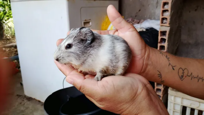 Porquinho da Índia