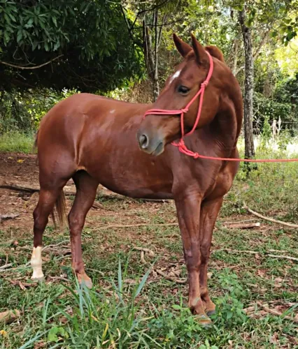 Égua QM com Paint horse