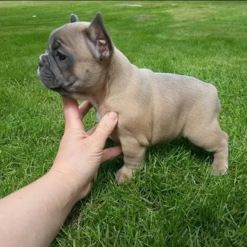 Filhotes De Bulldogue Francês - Um Novo Começo Feliz 