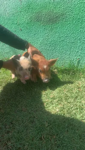 Mini pig
