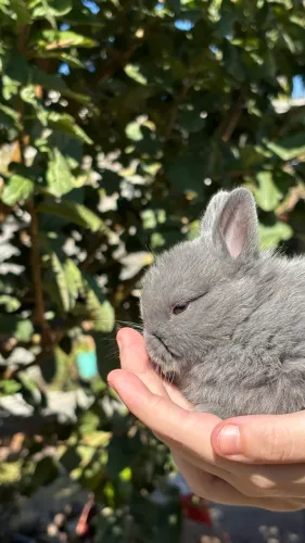 Filhote de Mini coelho - Aceito cartão