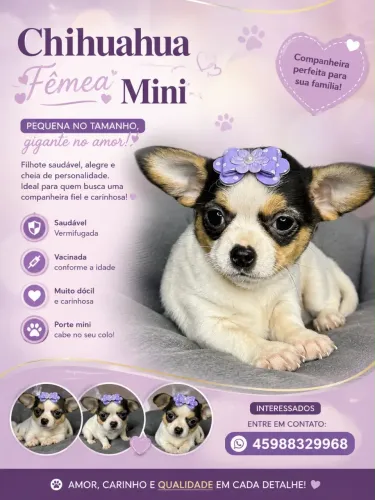 Chihuahua mini 