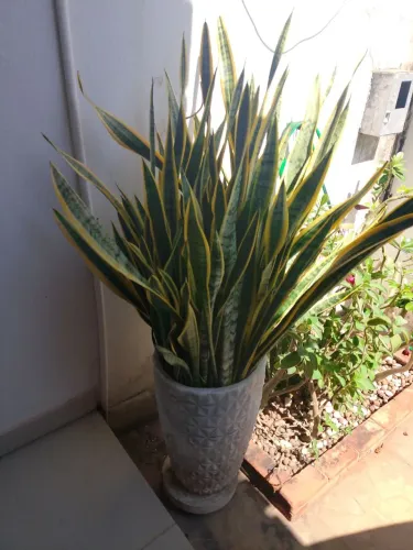 Vaso com planta espada de são Jorge