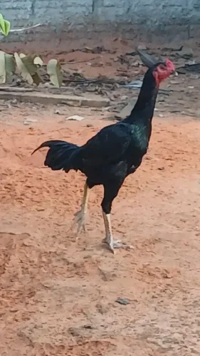 Galo