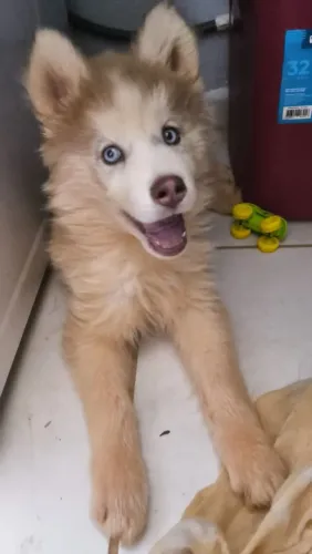 Vendo husky femea