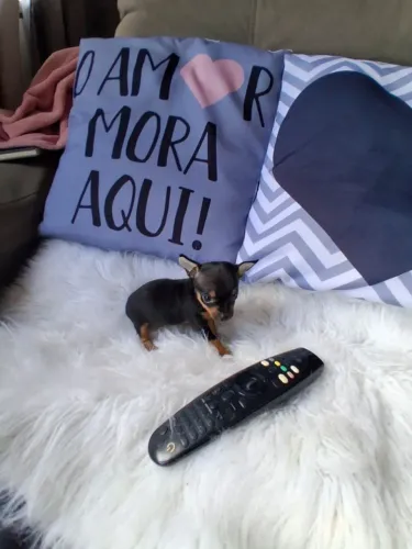 Pinscher Zero Fêmea Linda