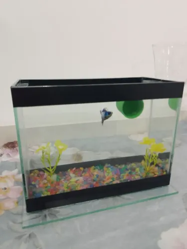 Aquário para trocar em um maior