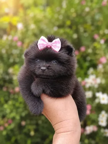 Filhote de Lulu da pomerânia alto padrão 