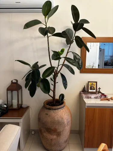 Vaso com ficus Burgundy