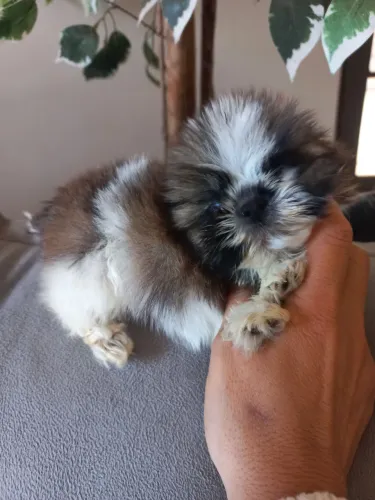 Shitzu micro macho
