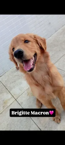 Procuro golden retriever macho para cruzar