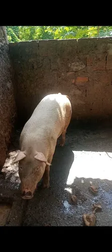 Porcos pietran de abate