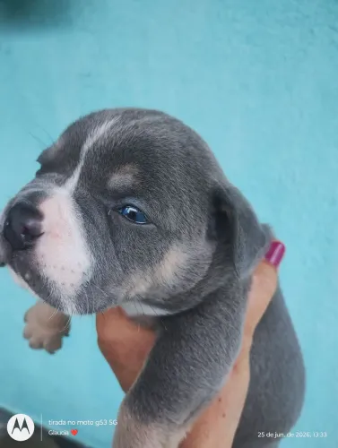 American Bully 