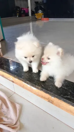 Filhote Lulu da Pomerania Mini