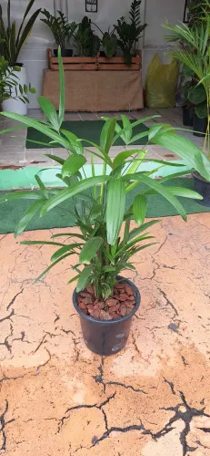 Planta palmeira ráfia