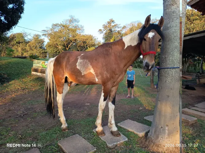 Cavalo pampa campolin