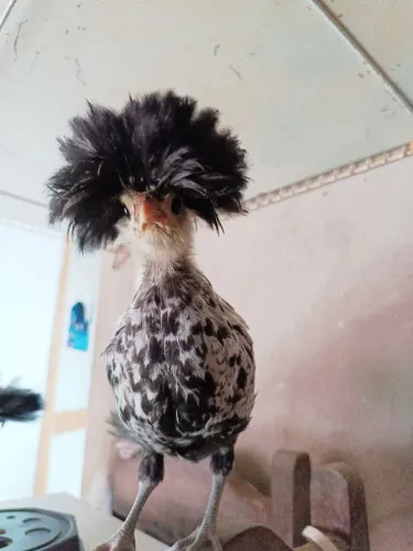 Galinha polonesas prata pintinhos