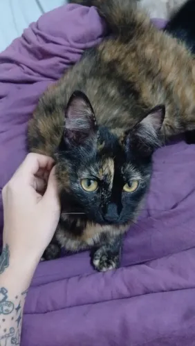 Gatinhos filhotes