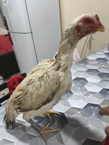 Galinha carioca