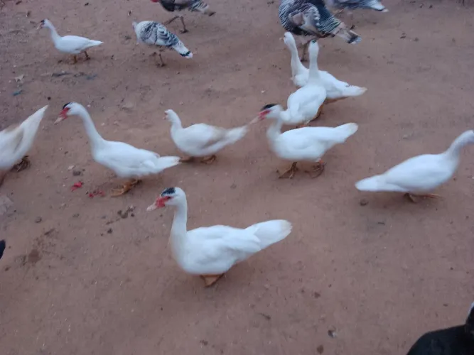 Vendo galinha e pato contato *