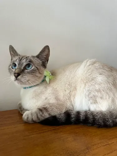 Gatinhas para adoção